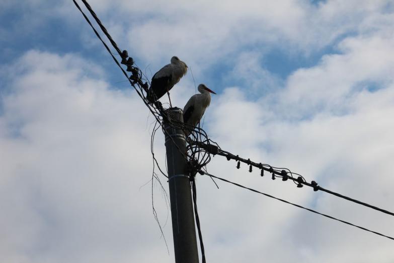 Będzie nowa platforma dla bocianów, które straciły gniazdo